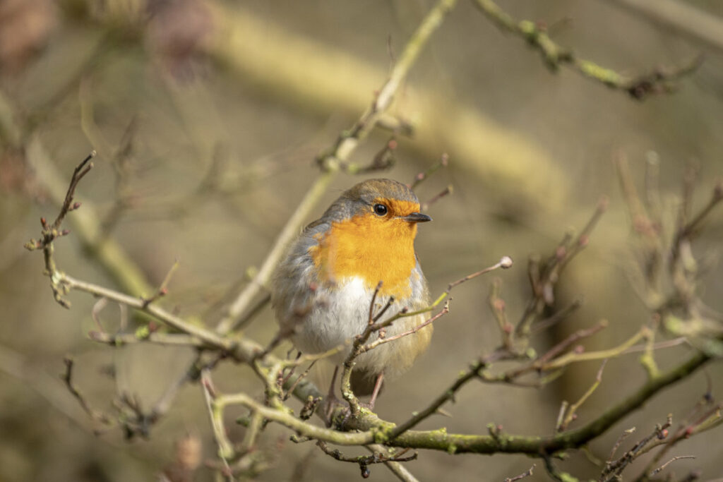 A robin sat on a branch