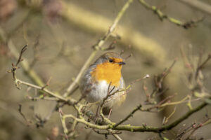 A robin sat on a branch