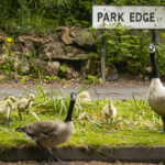 Geese standing on a grass verge