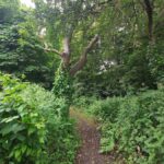 A path through trees