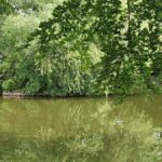 Moor Pool pond with overhanging tree branches