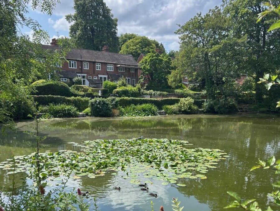 Ducklings on Moor Pool