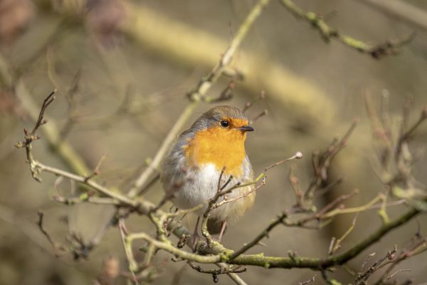 A robin sat on a branch