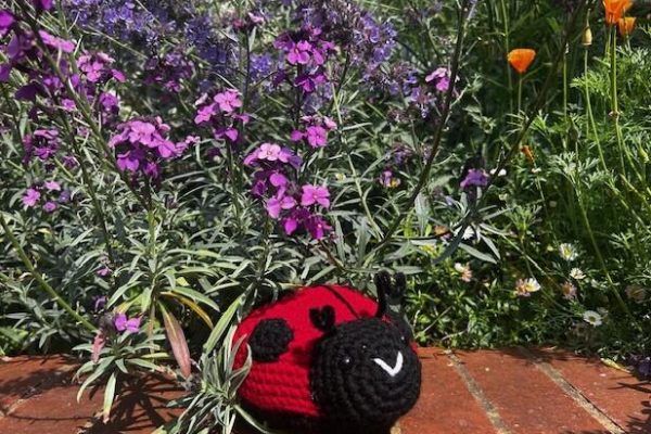 Summer minibeast trail - ladybird