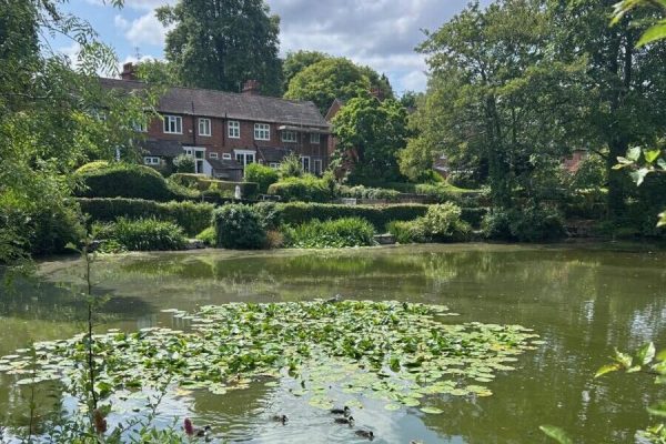 Ducklings on Moor Pool