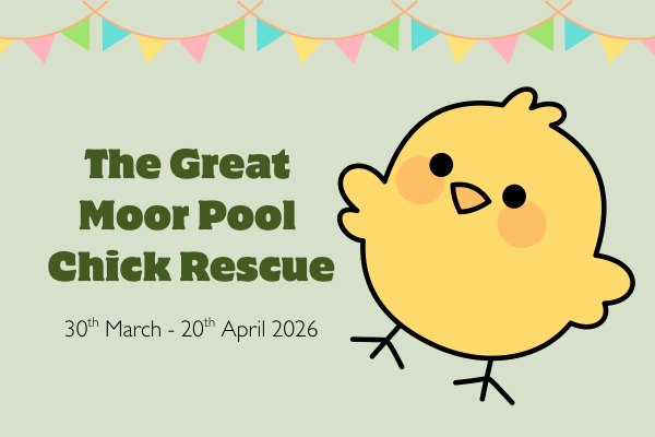 The Great Moor Pool Chick Rescue