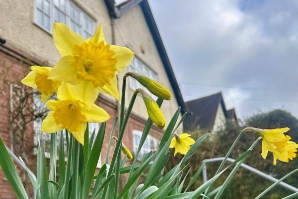 daffodils feb 26